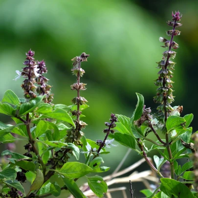 Bazalka Siam Queen - Ocimum basilicum - semená - 80 ks