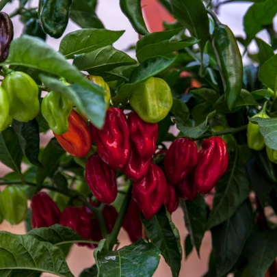 Chilli Bhut Jolokia - Capsicum chinense - semená - 5 ks