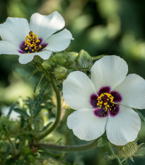 Ibištek trojdielny - Hibiscus trionum - semená - 5 ks