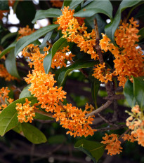 Olivovník libovonný - Osmanthus fragrans - semená - 5 ks