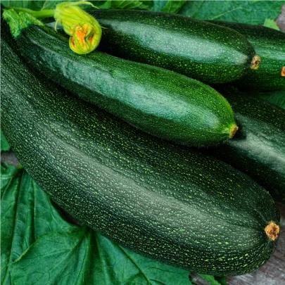 BIO Cuketa F1 Partenon - Cucurbita pepo - bio semená cukety - 5 ks