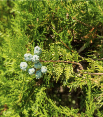 Cypruštek Lawsonov - Chamaecyparis lawsoniana - semená - 10 ks