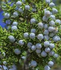 Borievka osteosperma - Juniperus osteosperma - semená - 5 ks