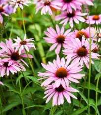 Echinacea bledá - Echinacea pallida - semená - 15 ks