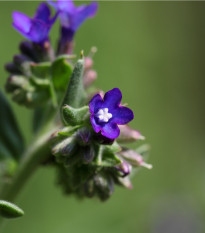 Pilát kapský - Anchusa capensis - semená - 10 ks