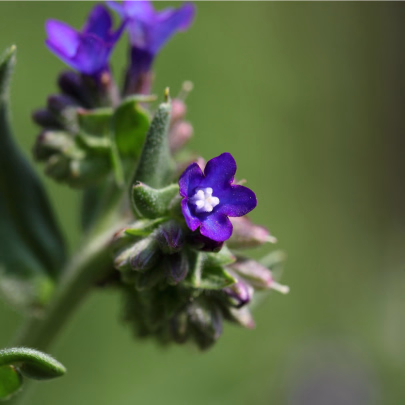 Pilát kapský - Anchusa capensis - semená - 10 ks