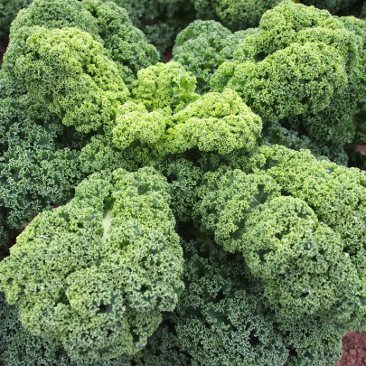 Kel kučeravý Husar - Brassica oleracea L. - semená kelu kučeravého - 0,5 g