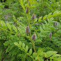 Sladovka hladkoplodá - Glycyrrhiza glabra - semená - 4 ks