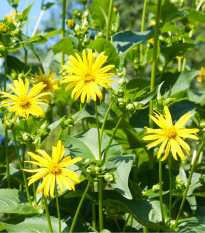 Silfia prerastená - Silphium perfoliatum - semená - 8 ks