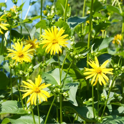 Silfia prerastená - Silphium perfoliatum - semená - 8 ks