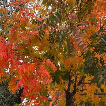 Pistácia čínska - Pistacia chinensis - predaj semien - 5 ks