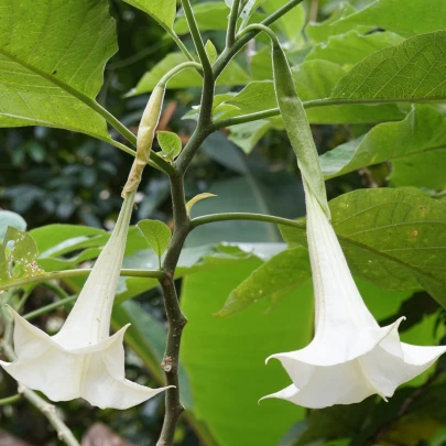 Brugmansia krémová - Brugmansia arborea - semená - 5 ks