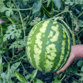 Melón vodný Crimstar F1 - Citrullus lanatus - semená - 6 ks