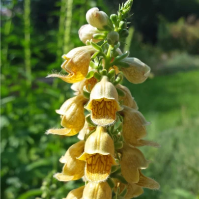 Náprstník žltý - Digitalis lutea - semená - 60 ks