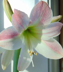 Zornica Apple Blossom - Hippeastrum - cibuľoviny - 1 ks