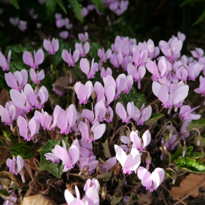 Cyklámen brečtanolistý - Cyclamen Hederifolium - cibuľoviny - 1 ks