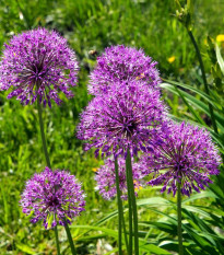 Cesnak okrasný - Allium aflatunense - cibuľoviny - 3 ks