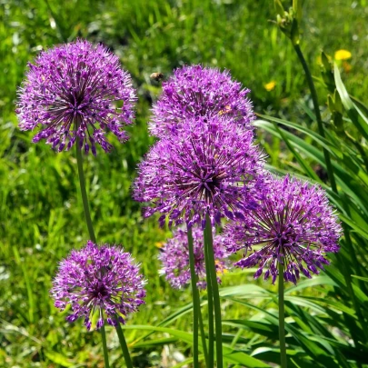 Cesnak okrasný - Allium aflatunense - cibuľoviny - 3 ks