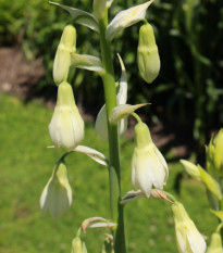 Galtonia belostná - Galtonia candicans - cibuľoviny - 1 ks