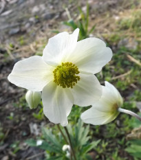 Veternica Bride - Anemone - cibuľoviny - 3 ks