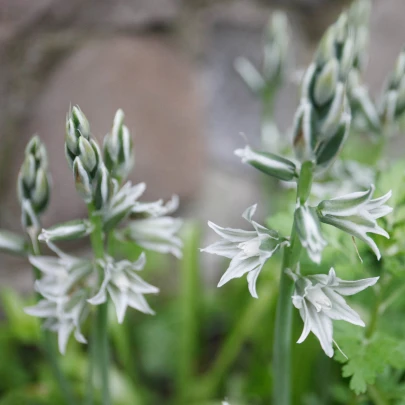 Bledavka ovisnutá - Ornithogalum nutans - cibuľoviny - 3 ks