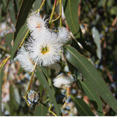 Eukalyptus globulus - Blahovičník guľatoplodý - Eucalyptus globulus - semená - 8 ks