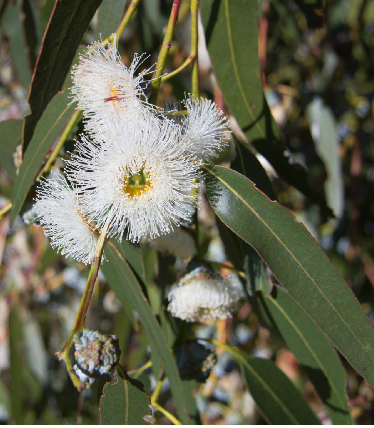 Eukalyptus globulus - Eucalyptus globulus - semená - 8 ks