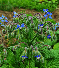 BIO Borák lekársky - Borago officinalis - bio osiva - 20 ks