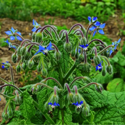 BIO Borák lekársky - Borago officinalis - bio osiva - 20 ks