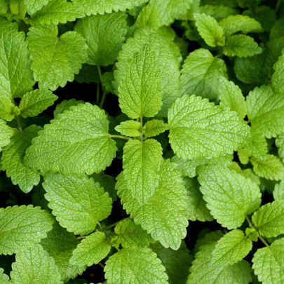 BIO Medovka - Melissa officinalis - bio semená - 350 ks
