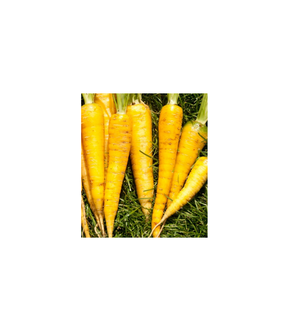 Mrkva Yellowstone - Daucus carota - semená mrkvy - 0,3 g