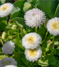 Sedmokráska pomponkovitá biela - Bellis perennis - semená - 0,1 g