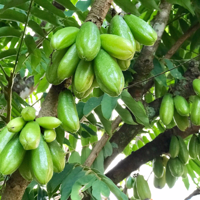 Karambola bilimbi - Averrhoa bilimbi - semená - 5 ks
