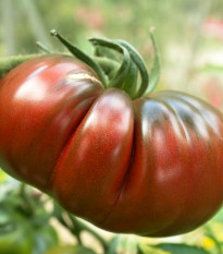 Paradajka Brandywine black - Solanum lycopersicum - semená - 7 ks