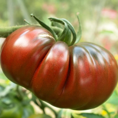 Paradajka Brandywine black - Solanum lycopersicum - semená - 7 ks