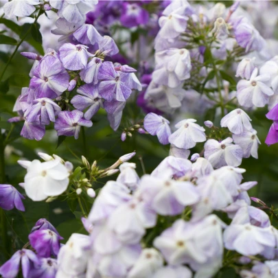 Plamienka metlinatá zmes farieb - Phlox paniculata grandiflora - semená - 15 ks