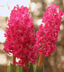 Hyacint Jan Bos - Hyacinthus - cibuľoviny - 1 ks