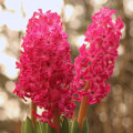 Hyacint Jan Bos - Hyacinthus - cibuľoviny - 1 ks