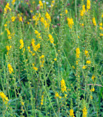 Repík lekársky - Agrimonia eupatoria - semená - 20 ks