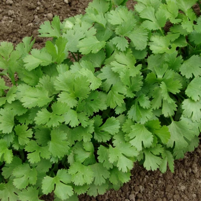 Koriander Caribe - Coriandrum sativum - semená - 50 ks