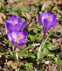 Krókus Flower record - Crocus Vernus - cibuľoviny - 3 ks