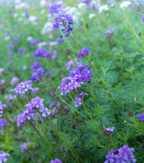 Železník lekársky - Verbena officinalis - semená - 200 ks