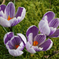 Krókus Pickwick - Crocus - cibuľoviny - 3 ks