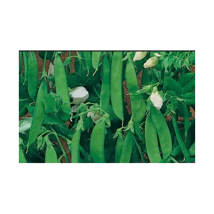Hrach dreňový Vada - semená hrachu - 10 g