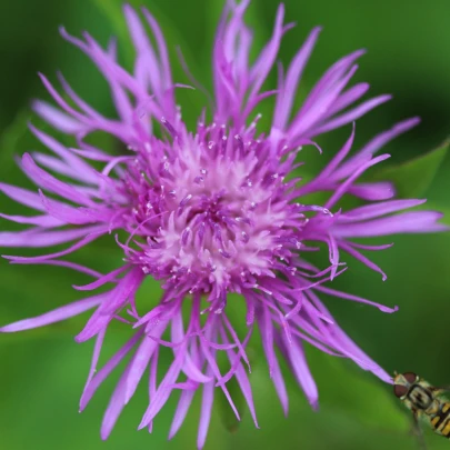 Nevädza lúčna - Centaurea scabiosa - semená - 50 ks