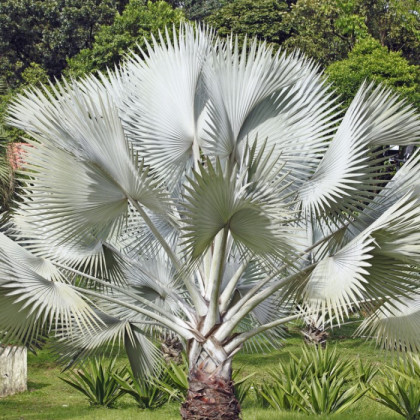 Palma strieborná - Nannorrhops arabica - semená - 3 ks