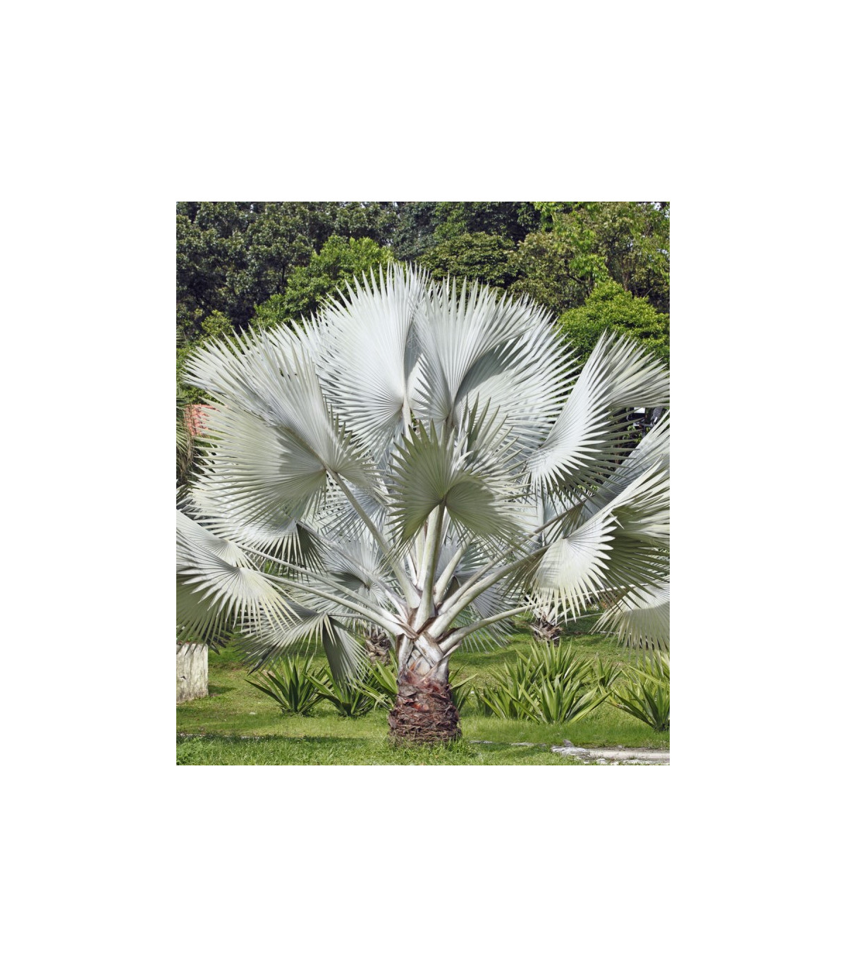 Palma strieborná - Nannorrhops arabica - semená - 3 ks