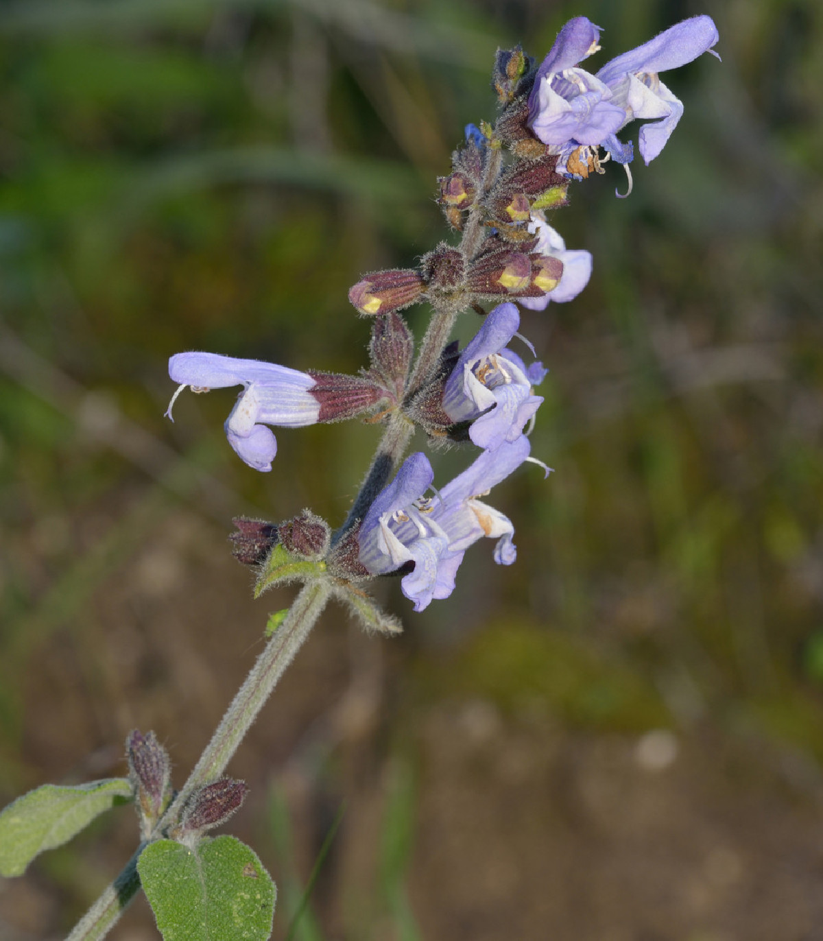 Šalvia železníkovitá - Salvia verbenaca - semená - 50 ks