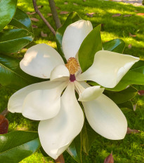 Magnólia veľkokvetá - Magnolia grandiflora - semená - 5 ks