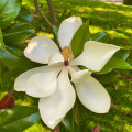 Magnólia veľkokvetá - Magnolia grandiflora - semená - 5 ks